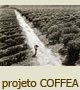 Coffea