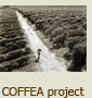 Coffea