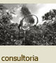 consultoria