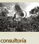 consultoria