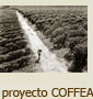 Coffea